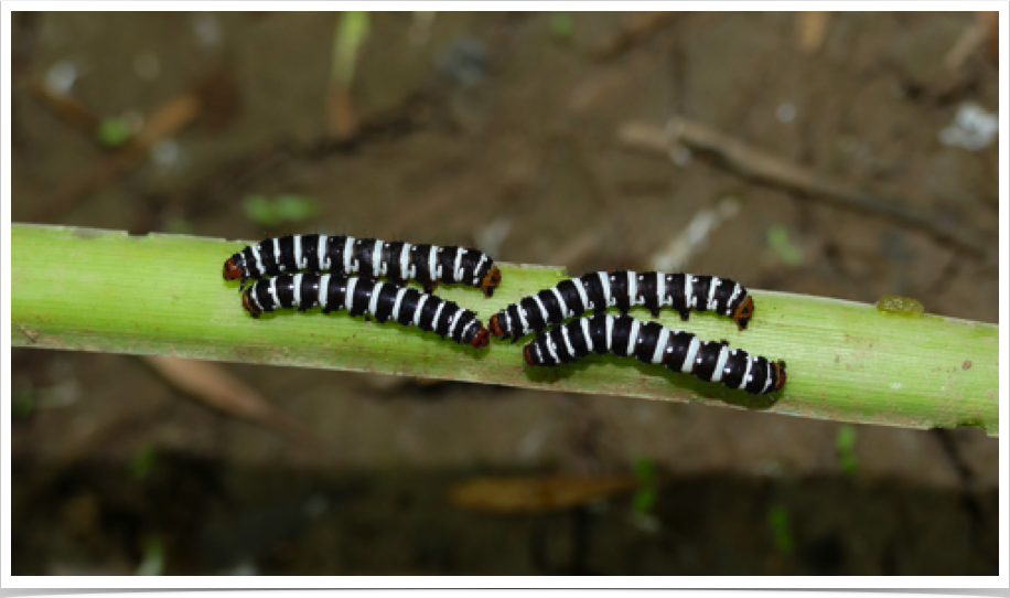 Xanthopastis regnatrix
Convict Caterpillar
Baldwin County, Alabama Xanthopastis regnatrix
Convict Caterpillar
Baldwin County, Alabama